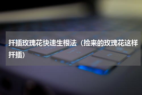 扦插玫瑰花快速生根法（捡来的玫瑰花这样扦插）