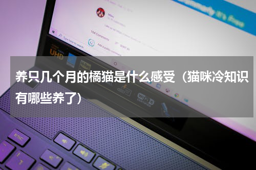养只几个月的橘猫是什么感受（猫咪冷知识有哪些养了）