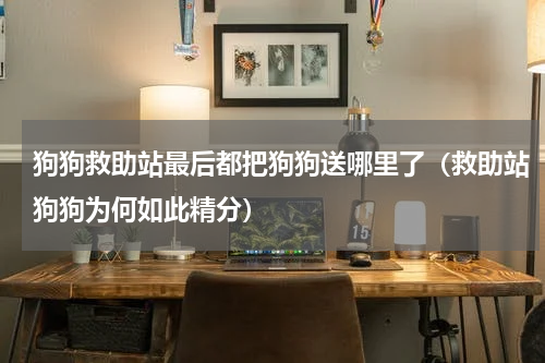 狗狗救助站最后都把狗狗送哪里了（救助站狗狗为何如此精分）