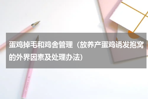 蛋鸡掉毛和鸡舍管理（放养产蛋鸡诱发抱窝的外界因素及处理办法）