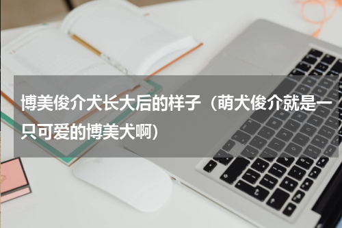 博美俊介犬长大后的样子（萌犬俊介就是一只可爱的博美犬啊）