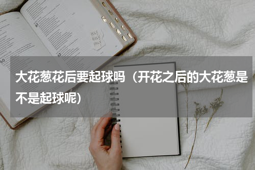 大花葱花后要起球吗（开花之后的大花葱是不是起球呢）