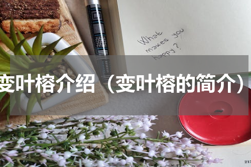 变叶榕介绍（变叶榕的简介）
