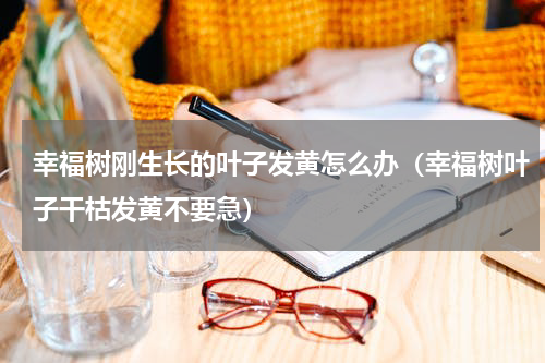 幸福树刚生长的叶子发黄怎么办（幸福树叶子干枯发黄不要急）
