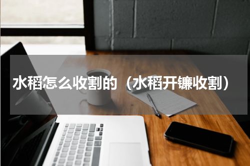 水稻怎么收割的（水稻开镰收割）