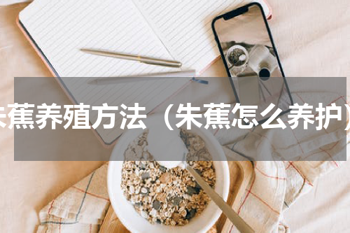 朱蕉养殖方法（朱蕉怎么养护）