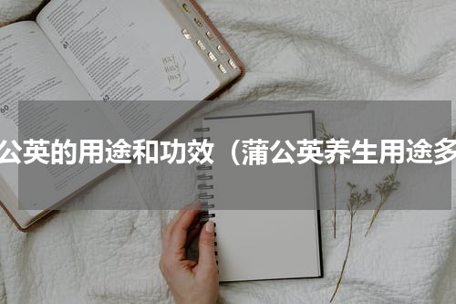 蒲公英的用途和功效（蒲公英养生用途多）