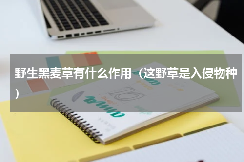 野生黑麦草有什么作用（这野草是入侵物种）