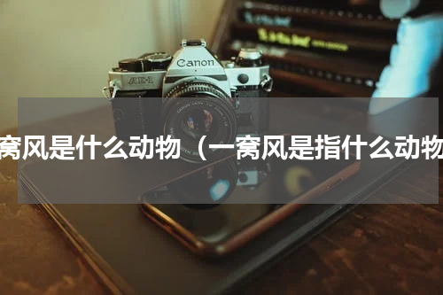 一窝风是什么动物（一窝风是指什么动物）