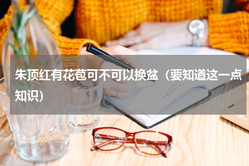 朱顶红有花苞可不可以换盆（要知道这一点知识）