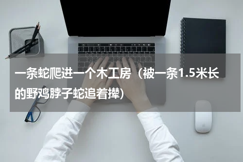 一条蛇爬进一个木工房（被一条1.5米长的野鸡脖子蛇追着撵）