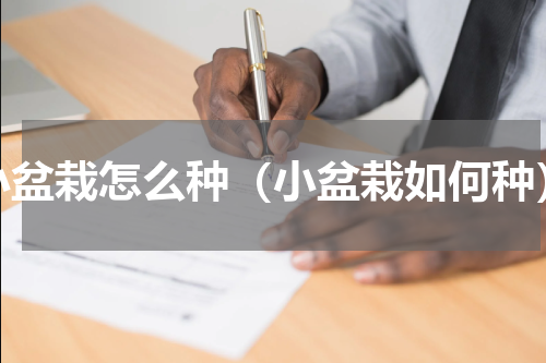 小盆栽怎么种（小盆栽如何种）