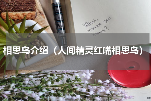 相思鸟介绍（人间精灵红嘴相思鸟）