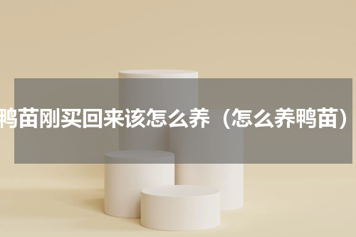 鸭苗刚买回来该怎么养（怎么养鸭苗）