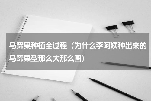 马蹄果种植全过程（为什么李阿姨种出来的马蹄果型那么大那么圆）