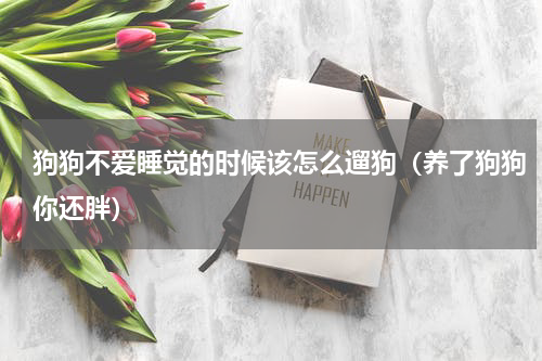 狗狗不爱睡觉的时候该怎么遛狗（养了狗狗你还胖）
