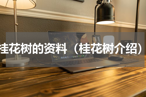桂花树的资料（桂花树介绍）