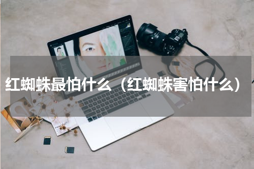 红蜘蛛最怕什么（红蜘蛛害怕什么）