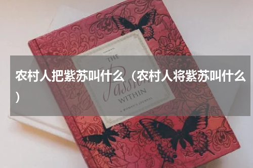 农村人把紫苏叫什么（农村人将紫苏叫什么）