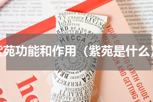 紫苑功能和作用（紫苑是什么）