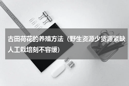 古田荷花的养殖方法（野生资源少货源紧缺人工栽培刻不容缓）