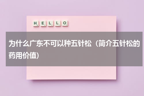 为什么广东不可以种五针松（简介五针松的药用价值）