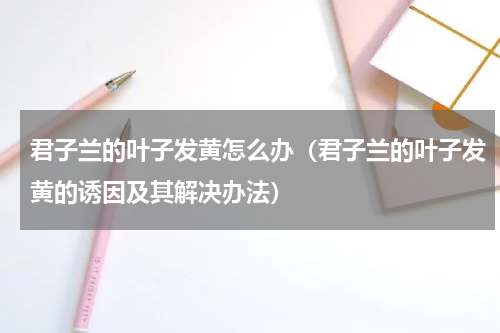 君子兰的叶子发黄怎么办（君子兰的叶子发黄的诱因及其解决办法）