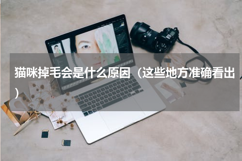 猫咪掉毛会是什么原因（这些地方准确看出）