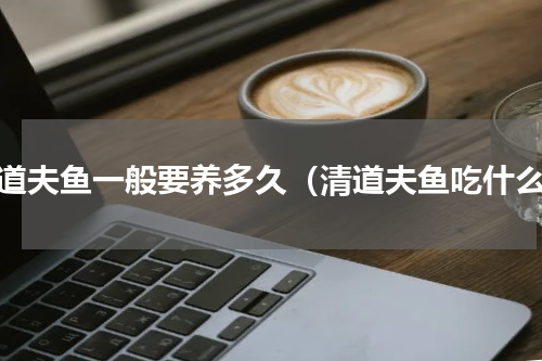 清道夫鱼一般要养多久（清道夫鱼吃什么）
