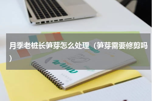 月季老桩长笋芽怎么处理（笋芽需要修剪吗）