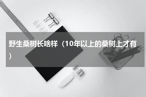 野生桑树长啥样（10年以上的桑树上才有）