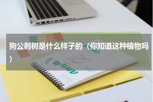 狗公刺树是什么样子的（你知道这种植物吗）