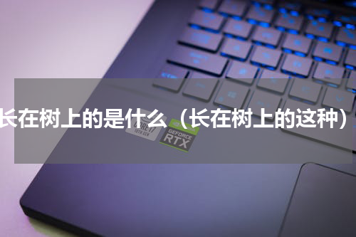 长在树上的是什么（长在树上的这种）