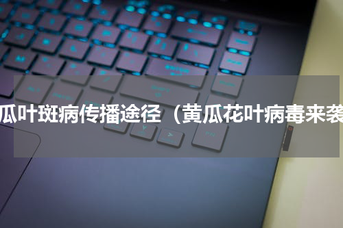 黄瓜叶斑病传播途径（黄瓜花叶病毒来袭）