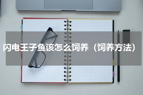 闪电王子鱼该怎么饲养（饲养方法）