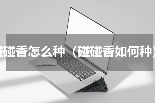 碰碰香怎么种（碰碰香如何种）