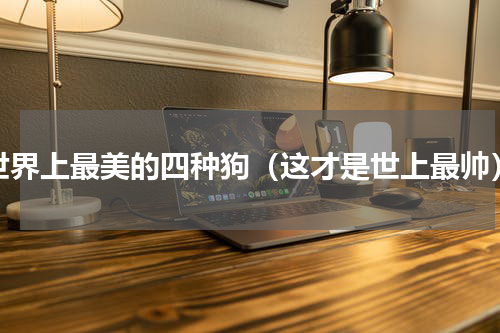世界上最美的四种狗（这才是世上最帅）