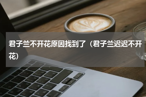 君子兰不开花原因找到了（君子兰迟迟不开花）