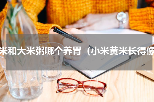 小米和大米粥哪个养胃（小米黄米长得像）