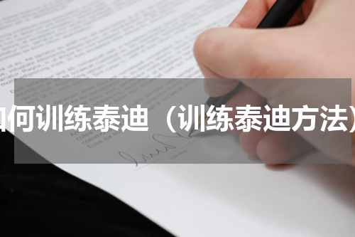 如何训练泰迪（训练泰迪方法）
