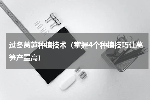 过冬莴笋种植技术（掌握4个种植技巧让莴笋产量高）