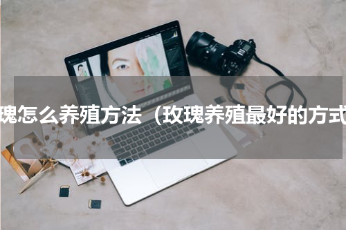 玖瑰怎么养殖方法（玫瑰养殖最好的方式）