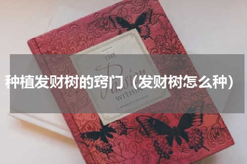 种植发财树的窍门（发财树怎么种）