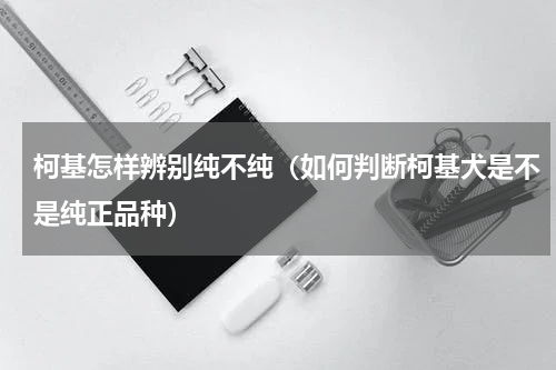 柯基怎样辨别纯不纯（如何判断柯基犬是不是纯正品种）