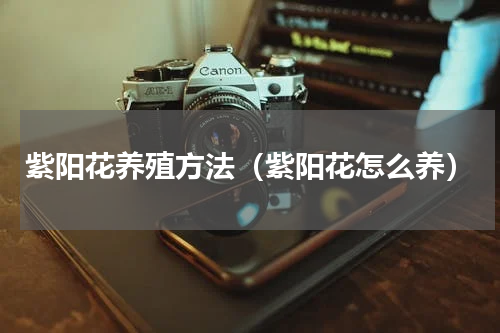紫阳花养殖方法（紫阳花怎么养）