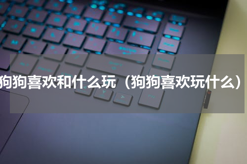 狗狗喜欢和什么玩（狗狗喜欢玩什么）
