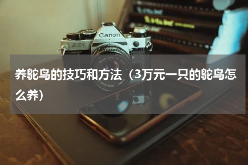 养鸵鸟的技巧和方法（3万元一只的鸵鸟怎么养）