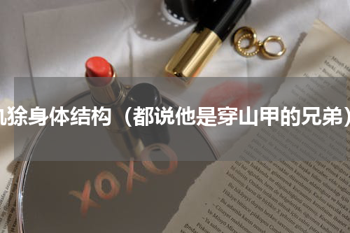 犰狳身体结构（都说他是穿山甲的兄弟）