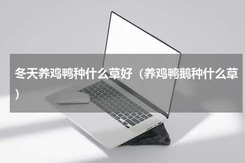 冬天养鸡鸭种什么草好（养鸡鸭鹅种什么草）