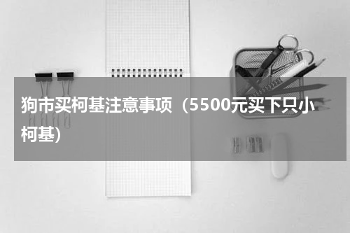 狗市买柯基注意事项（5500元买下只小柯基）
